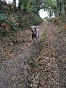 Beagle en balade en laisse sur un chemin creux bordé d'arbres