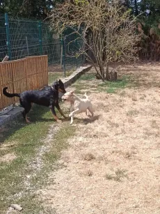 Un beauceron et un chien blanc qui jouent ensemble dans le parc
