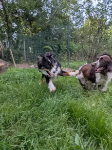 Un berger australien et un springer qui courent dans l'herbe haute du parc