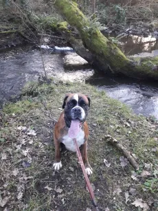 Boxer qui se rafraîchit à la rivière