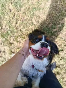 Cavalier king charles tricolore tout sourire, qui se fait caresser la joue