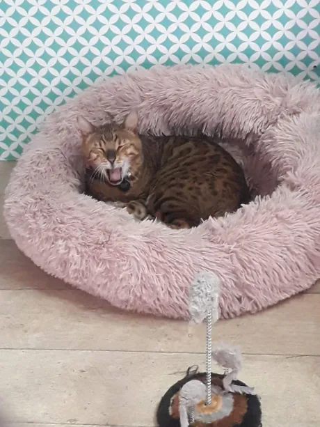 Chat bengal lové dans son panier moelleux