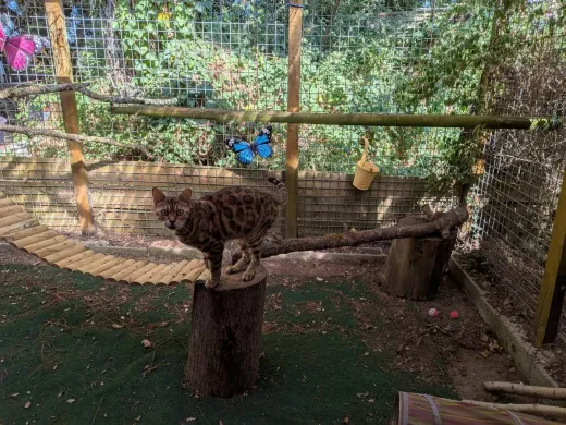 Un bengal en équilibre sur une souche, dans un parc extérieur aménagé de rondins et de passerelles