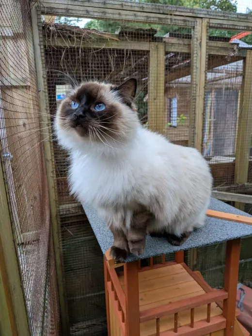 Un sacré de Birmanie aux yeux bleus perché sur une plateforme du parc extérieur