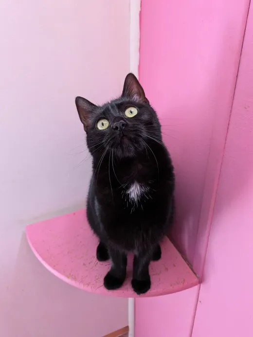 Un chat noir perché sur l'étagère d'angle de sa chambre