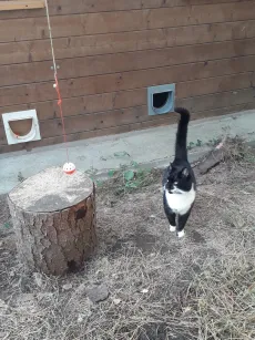 Chat noir et blanc en exploration dans le parc extérieur