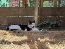 Chat noir et blanc allongé à l'ombre, le long du grillage du parc