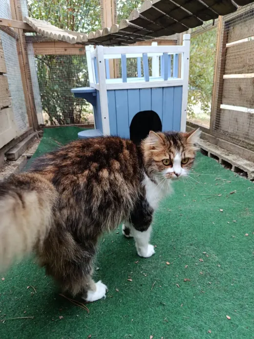 Un chat à poil long devant la cabane en bois de son parc extérieur
