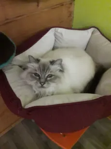 Chat sacré de Birmanie confortablement installé dans son panier