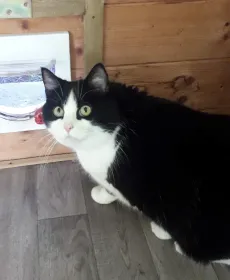 Chat noir et blanc dans sa chambre de la chatterie