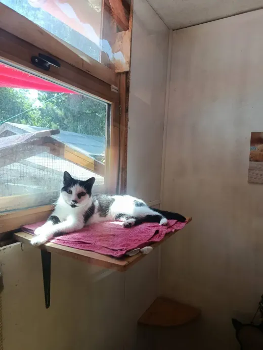 Un chat noir et blanc allongé sur la tablette de la fenêtre de sa chambre