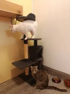 Un chat blanc en équilibre en haut de l'arbre à chat, un chat tigré assis au pied