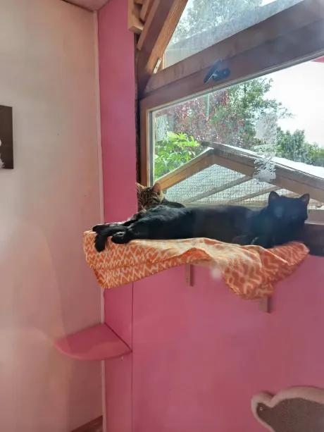 Deux chats, un tigré et un noir, allongés côte à côte sur l'étagère près de la fenêtre