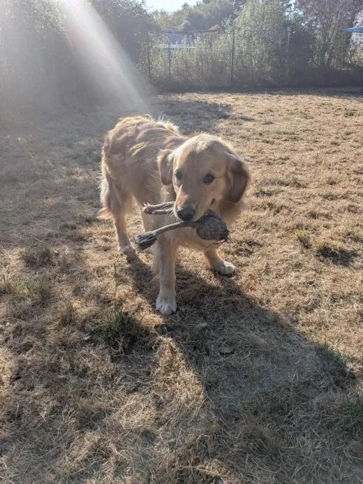 Un golden retriever rapportant un grand bâton dans le parc, à contre-jour