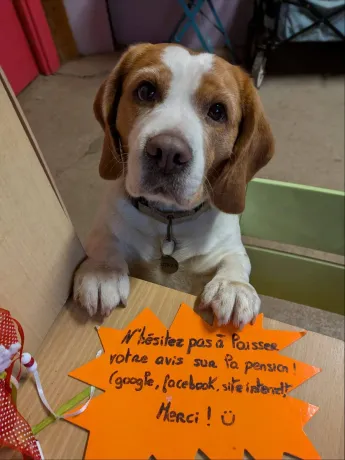 Un beagle, les pattes posées sur le comptoir de la pension, à côté d'une pancarte orange écrite à la main : « N'hésitez pas à laisser votre avis sur la pension ! (google, facebook, site internet) Merci ! »