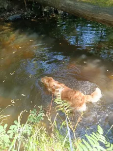 Petit chien roux qui se rafraîchit dans le ruisseau