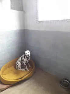 Dalmatien installé dans son panier, dans son box
