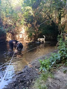 Deux chiens qui pataugent dans le ruisseau pendant la balade en laisse