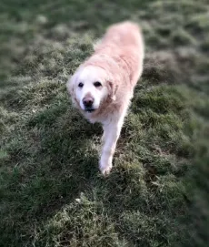 Golden retriever en promenade dans les champs autour de la pension