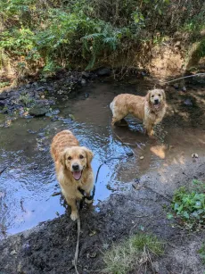 Deux golden retrievers ravis, les pattes dans le ruisseau