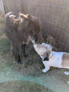 Un grand chien brun à poil long qui salue un petit shih tzu le long du grillage