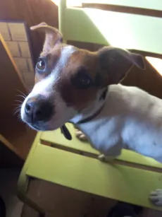 Jack Russell curieux, museau à la caméra