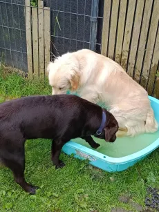 Un golden retriever et un labrador chocolat qui se rafraîchissent dans la pataugeoire