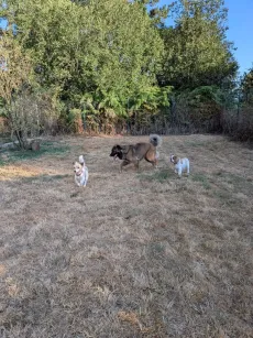 Trois chiens de tailles très différentes qui trottent ensemble dans le parc